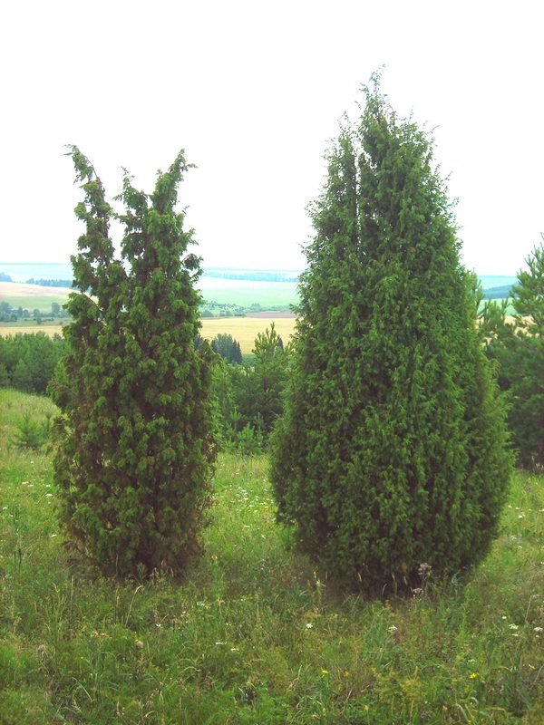 Plant Image